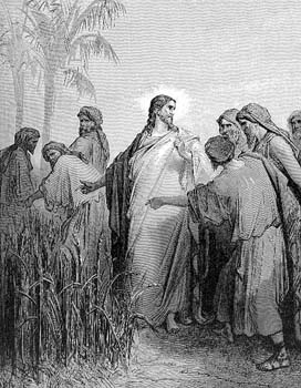 discipuloscortantrigoensabado